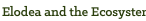 Elodea and the Ecosystem